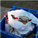 Contaminated Recycling Bin