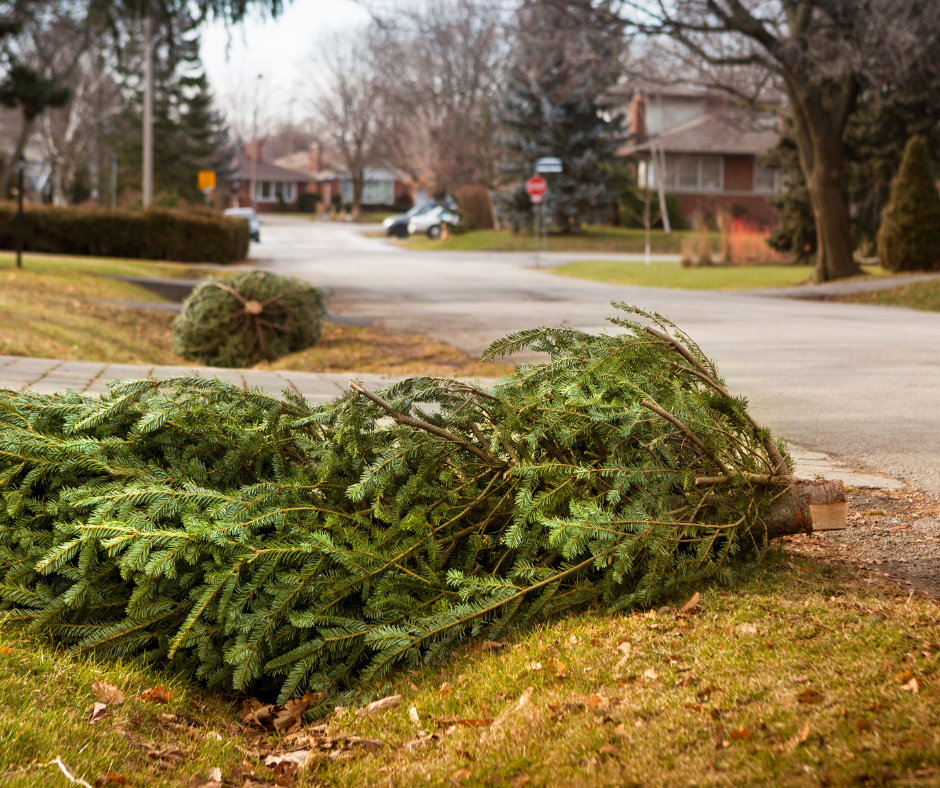 Christmas Tree Photo