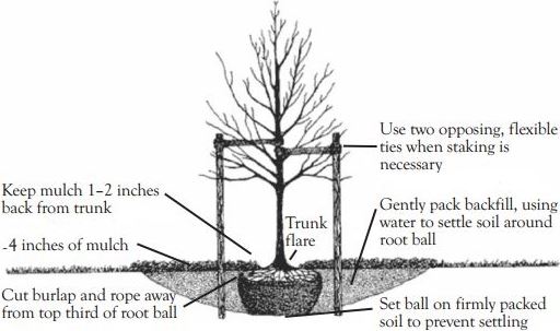 thumbnail_Tree Planting 1
